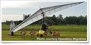 Endangered cranes learn to form on ultralights