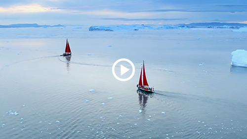 Greenland whales