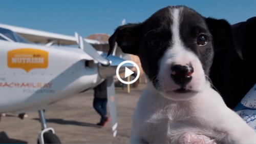 AOPA